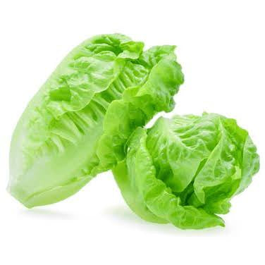 Baby cos lettuce (twin pack)