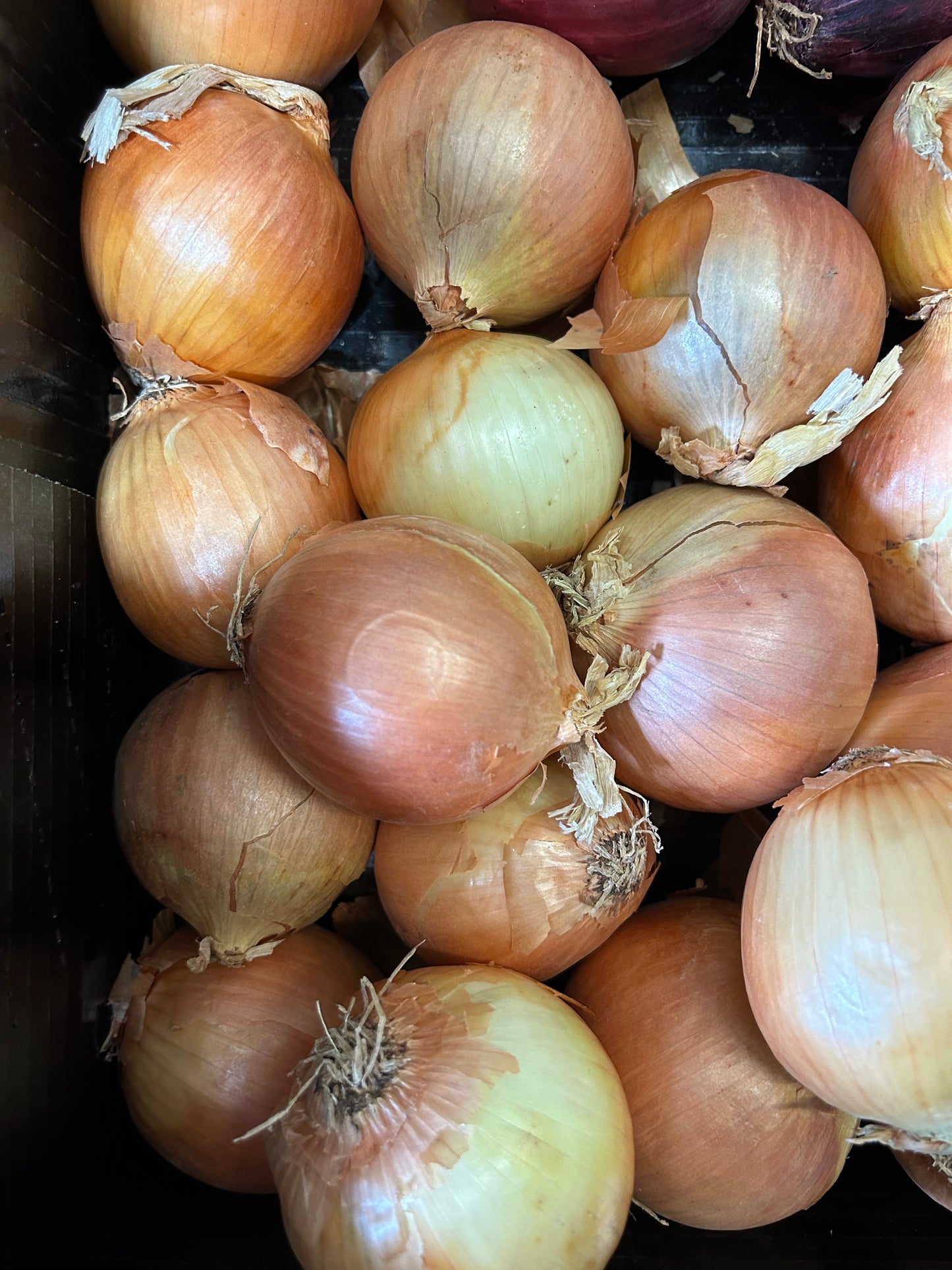 Onions, brown (per kg)