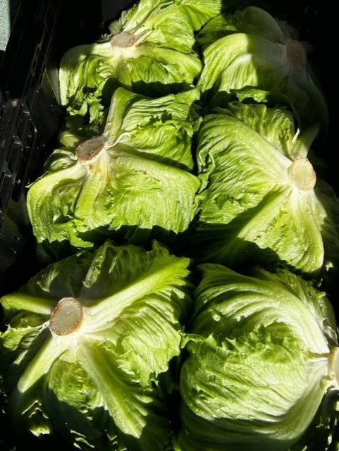 Lettuce, iceberg (whole)